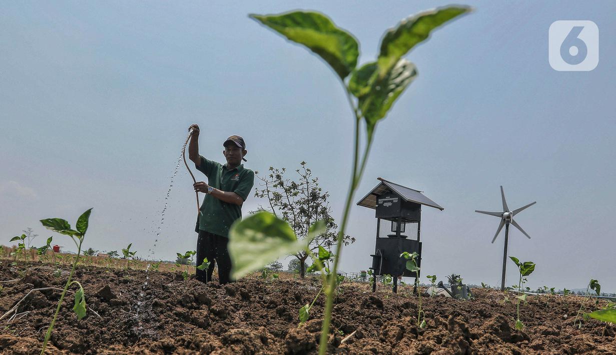 Untuk Desa Kalijaran, KPI memberikan dukungan melalui pemberdayaan ekonomi pertanian berbasis energi baru terbarukan dengan program TJSL bertajuk “Masyarakat Pengelola Pertanian Berkelanjutan” atau disebut MAPAN, senilai Rp 270 juta. (Liputan6.com/Angga Yuniar)
