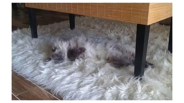 7 Potret Kucing saat Berkamuflase Ini Bikin Mikir Keras