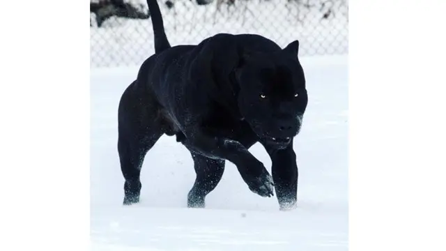 6 Bentuk Anjing Ini Mencengangkan, Ada yang Disebut Mirip Alien