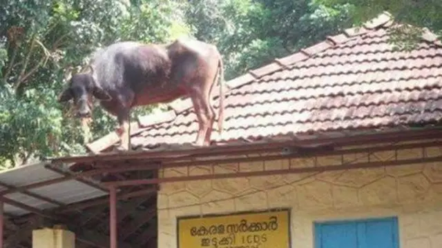 6 Potret Sapi Kabur Naik Atap Rumah Ini Bikin Bingung Warga