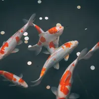 Ilustrasi mimpi ikan/Copyright unsplash/River Fx