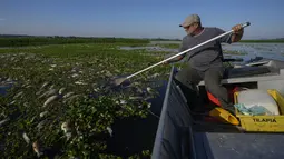 Analisis awal memperkirakan bahwa antara 10 dan 20 ton ikan mati di sungai Piracicaba, kata jaksa Sao Paulo dalam sebuah siaran pers. (AP Photo/Andre Penner)