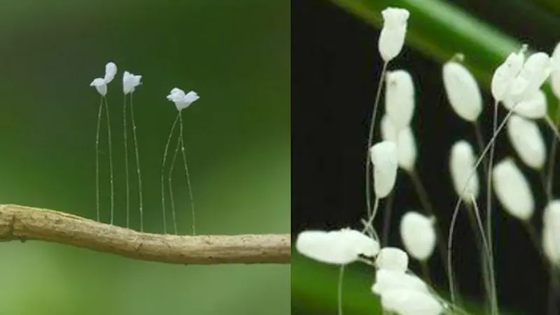 Berukuran Mini, Ini Bunga dari Surga yang Mekar 3.000 Tahun Sekali