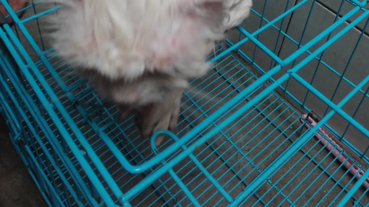 Kucing Domestik