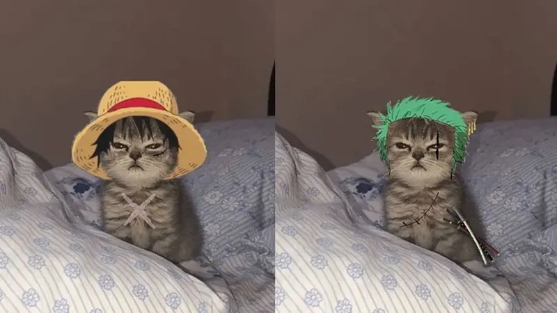 6 Editan Foto Kucing Jadi Kru Mugiwara One Piece Ini Tampak Lucu