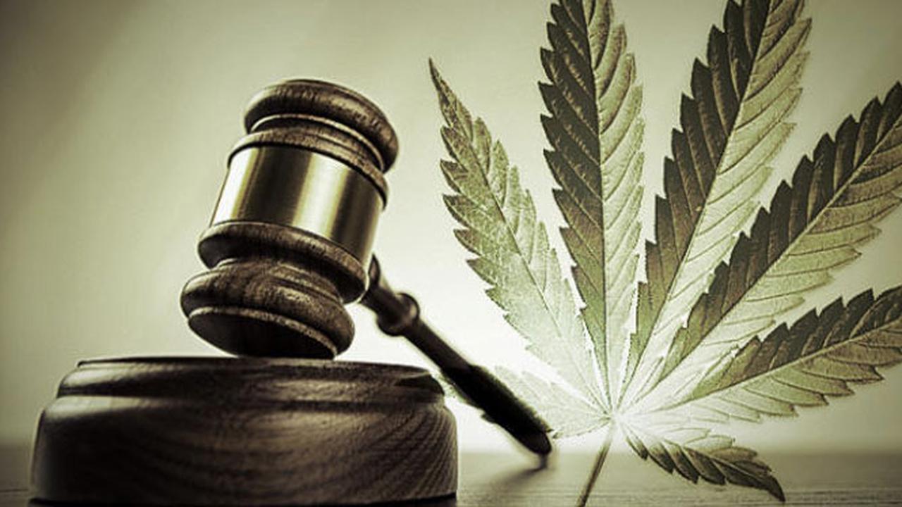 Pro Kontra Ganja 4 (Liputan6.com/M.Iqbal)