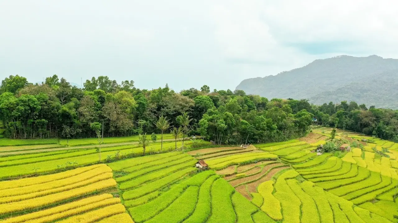 Ilustrasi sawah petani