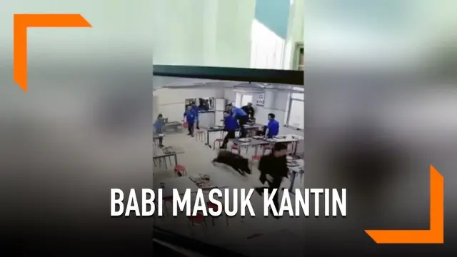 Diduga kelaparan dan mencari makanan, seekor babi hutan masuk ke kantin karyawan di thailand. Hewan tersebut akhirnya ditangkap dan dibunuh karena mengigit seorang warga.