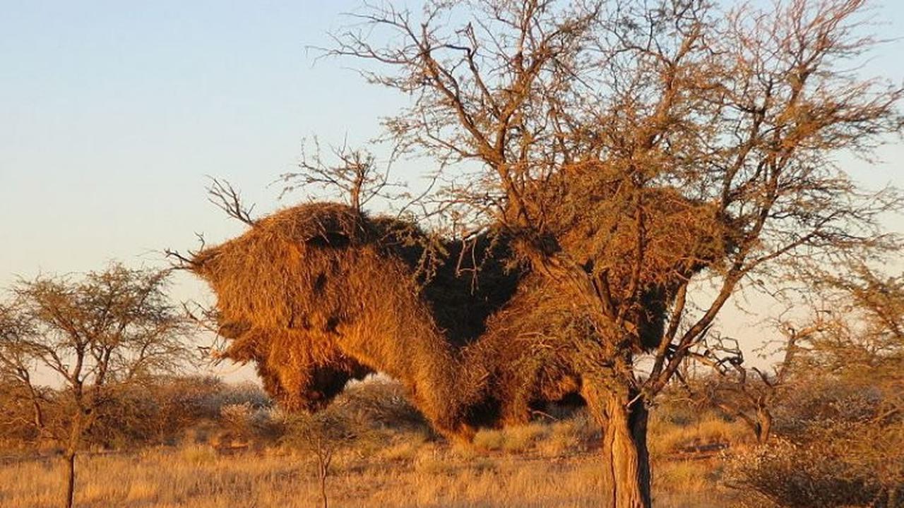Menakjubkan, Burung Kecil Ini Mampu Membuat Sangkar Raksasa