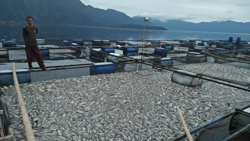 Ikan Danau Maninjau Mati Mendadak