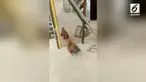 Seekor ayam menunjukkan reaksi yang mengejutkan saat melihat bayangannya di cermin. Ia berkelahi dengan bayangan yang ada di cermin.
