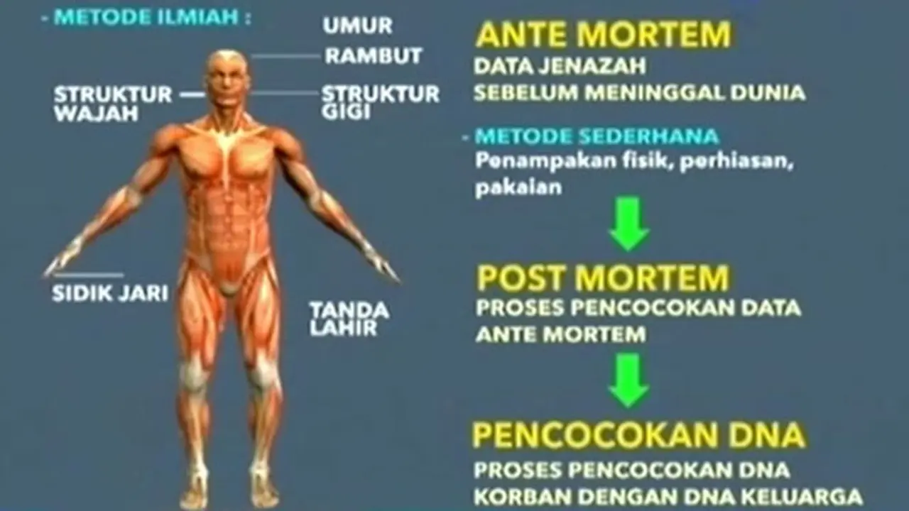 Antemortem