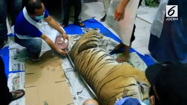 Seekor harimau Sumatera mati akibat terjerat perangkap babi.