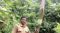 Bunga Bangkai raksasa ditemukan warga Riau. Foto: (M Syukuru/Liputan6.com)