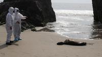 Petugas National Forest and Wild Fauna Service (SERFOR) memeriksa seekor singa laut, di tengah meningkatnya kasus infeksi flu burung di Peru, 22 Februari 2023. (Sumber: Reuters/Sebastian Castaneda)