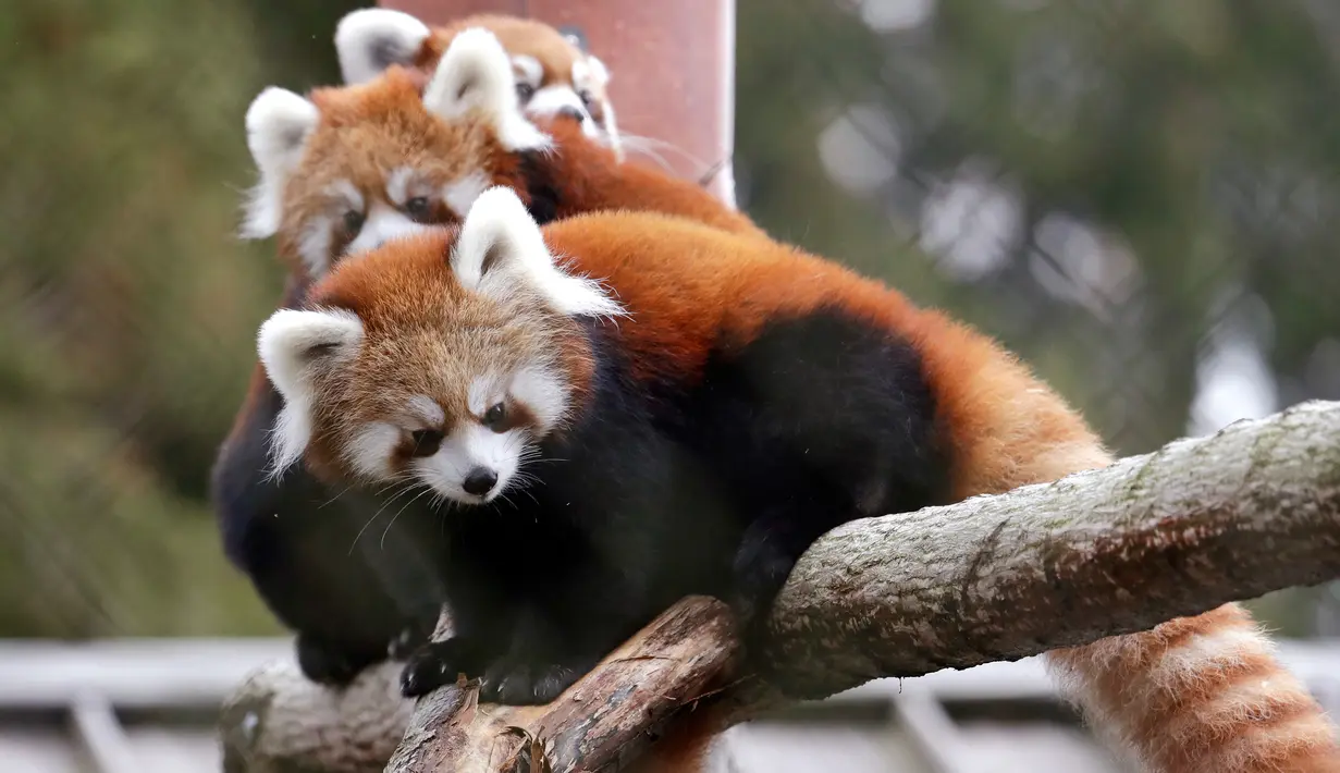 Bayi kembar panda merah, Zeya (kanan) dan saudaranya, Ila (tengah) bersama sang induk, Hazel, bertengger di atas pohon di kandang sementara mereka selama pratinjau media hewan-hewan di Woodland Park Zoo, Seattle, Rabu (14/11). (AP /Elaine Thompson)