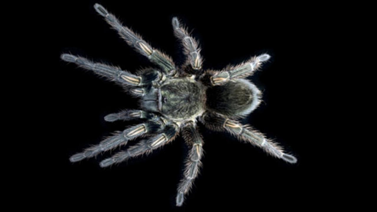 Racun Tarantula Ini Menjadi Obat Penekan Rasa Sakit
