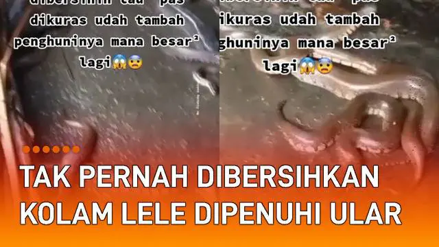 VIDEO: Tak Pernah Dibersihkan, Kolam Lele Jadi Sarang Ular Bikin Merinding