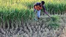 Seorang petani sedang memotong tanaman padi yang rusak akibat kekeringan di Aneuk Galong, Provinsi Aceh, Minggu, 30 Agustus 2026. (AFP/ Chaideer Mahyuddin)