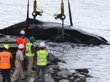 Anggota asosiasi 'Globice' yang bertugas khusus dalam perlindungan hewan laut menggunakan alat berat mengevakuasi seekor paus yang terdampar di perairan dangkal Grande Chaloupe, di Reunion, Prancis (29/10). (AFP Photo/Richard Bouhet)