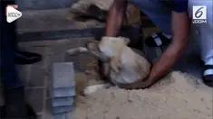 Warga menyelamatkan seekor anjing yang terjebak di dasar bangunan. Anjing tersebut dalam keadaan hamil.
