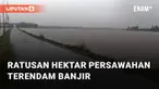 Ratusan hektar areal persawahan terendam banjir. Banjir terjadi pada 3 desa di Tukdana, Indramayu