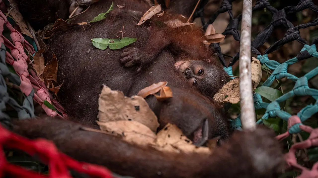 Nasib Orangutan di Tengah Kebakaran Hutan Kalimantan