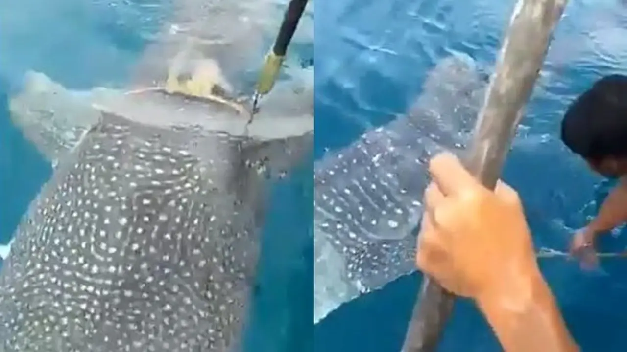 Kisah Nelayan Menolong Ikan Paus yang Terjerat Tali Ini Bikin Haru