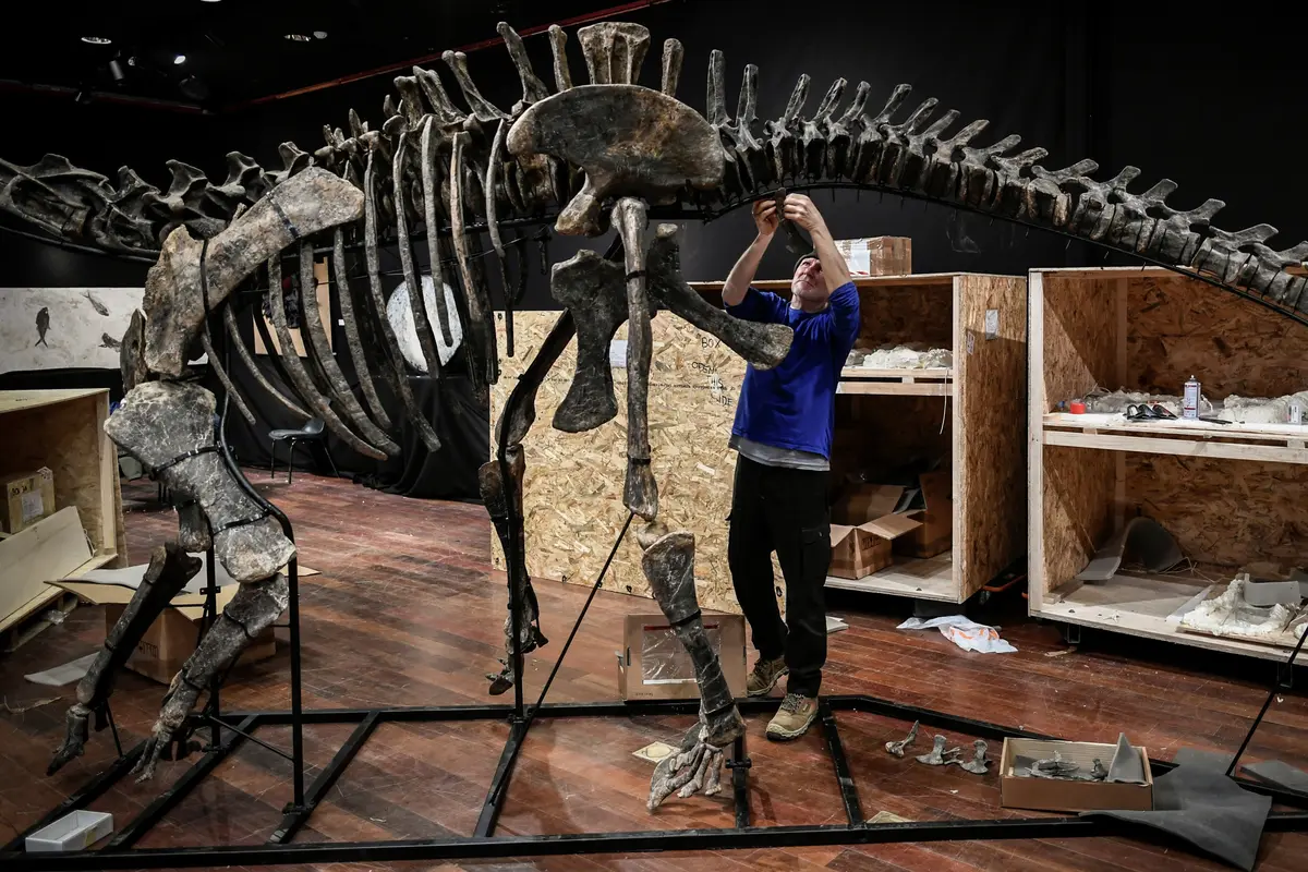 Lelang Fosil Dinosaurus di Paris