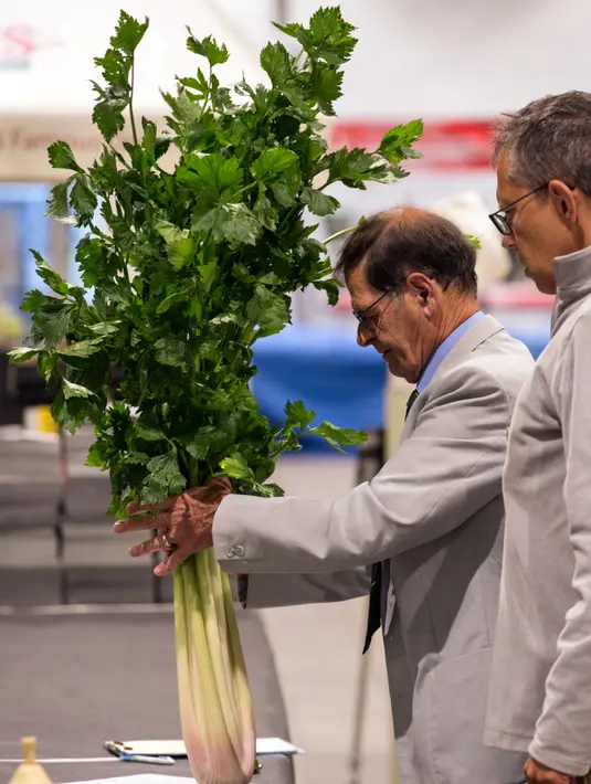 Juri menilai seledri yang diikutsertakan dalam kompetisi sayur di Great Yorkshire Showground, Harrogate, Inggris, Jumat (16/9). Kompetisi ini menjadi ajang unjuk kebolehan dalam dunia pertanian di Inggris. (AFP PHOTO/Oli Scarff) 