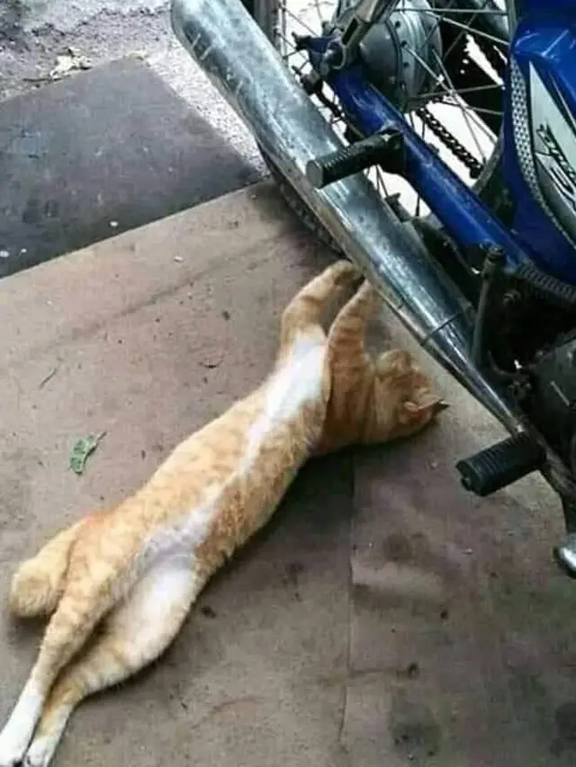 Kelakuan Kucing Lakukan Pekerjaan Rumah Ini Bak Manusia, Bikin Geleng Kepala