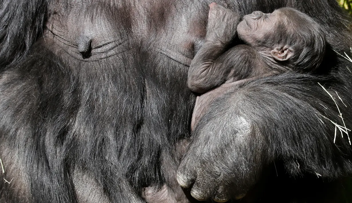 Bayi gorila betina berusia tiga minggu berada dalam pelukan induknya, Ndjia, di Kebun Binatang Los Angeles, California, Selasa (11/2/2020). Ndjia, yang berusia 25 tahun, akan menggendong bayinya sambil menyusui dalam pelukan selama tiga bulan pertama. (Mario Tama/Getty Images/AFP)