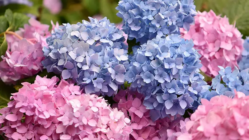 Hydrangea Flower