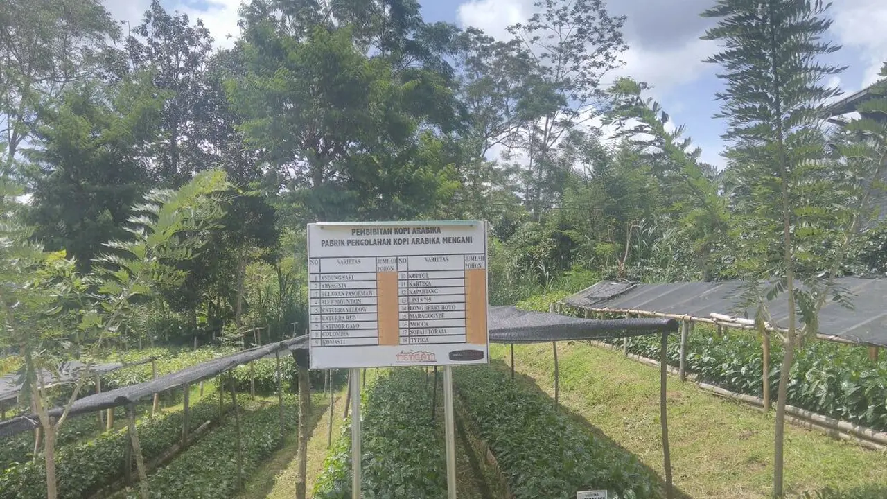 Kopi KIntamani, Bali