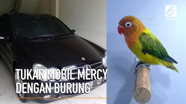 Seorang Pria rela menukar mobil Mercedes-Benz seharga ratusan juta dengan burung Lovebird.
