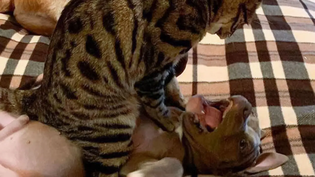 kucing vs anjing