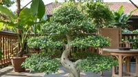 7 Jenis Pohon Kecil Berdaun Indah untuk Teras Rumah, Cantik dan Minim Perawatan