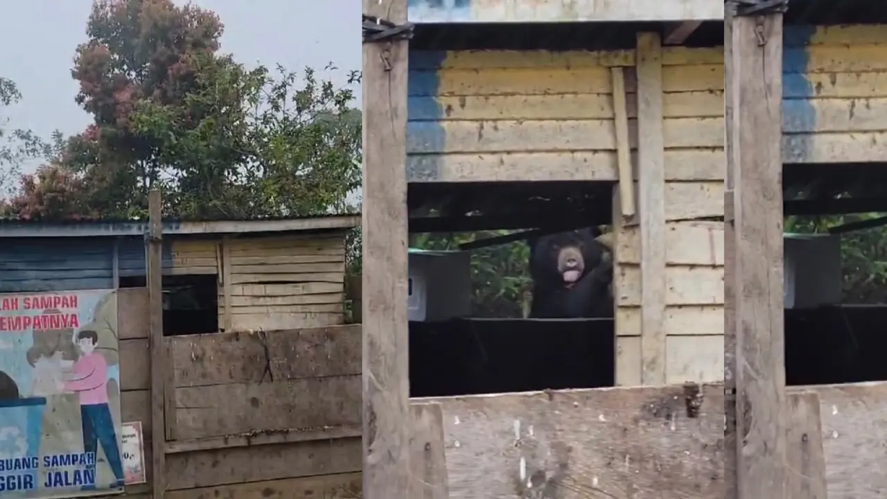 Tangkapan layar rekaman video beruang hitam mengais makanan di tumpukan sampah Lampung Barat. Foto : (Istimewa).