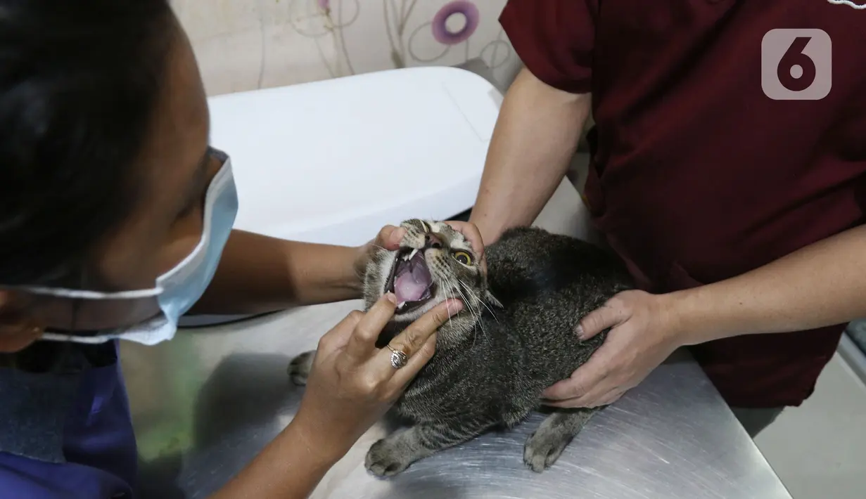Petugas mempersiapkan operasi sterilisasi kucing di Klinik Hewan, kawasan Tebet, Senin (21/9/2020). Sudin Ketahanan Pangan, Kelautan, dan Pertanian (KPKP) Jakarta Selatan bekerjasama dengan sejumlah klinik hewan menggelar sterilisasi kucing dan vaksinasi rabies gratis. (Liputan6.cm/Herman Zakharia)