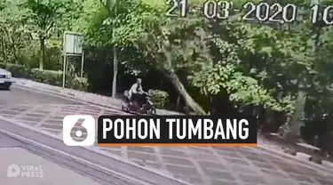 POHON TUMBANG