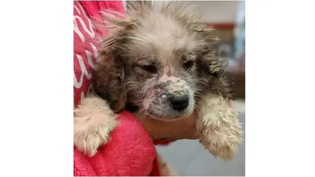 Pria Ini Temukan 6 Anak Anjing Terlantar Tanpa Bulu, Jenis Anjing Ini Tak Disangka