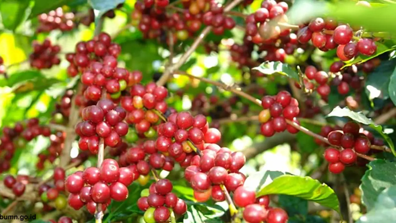 kopi-ri130625b.jpg