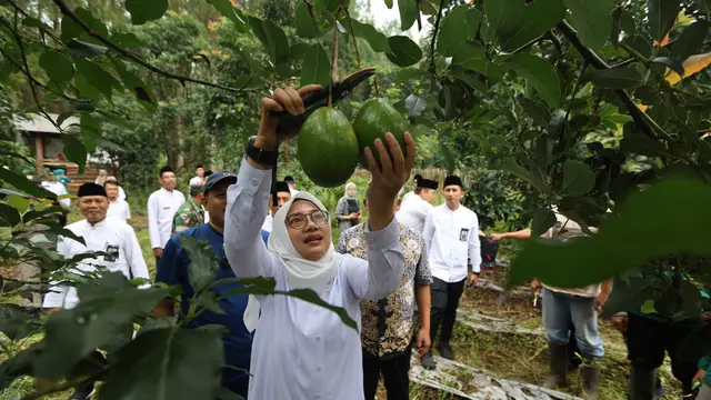 Bupati Ipuk Ngantor di Desa Bumiharjo, Petik Alpukat Aligator dan Gali Potensi Pertanian