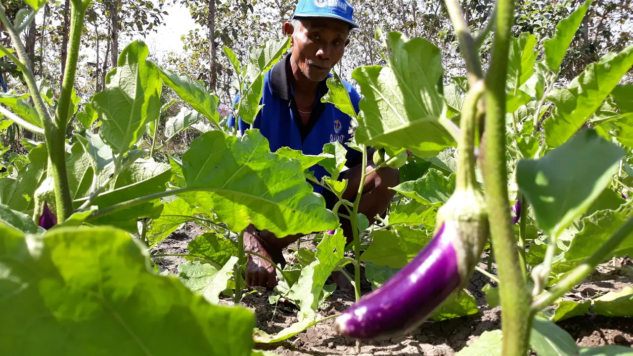 Petani Gunungkidul