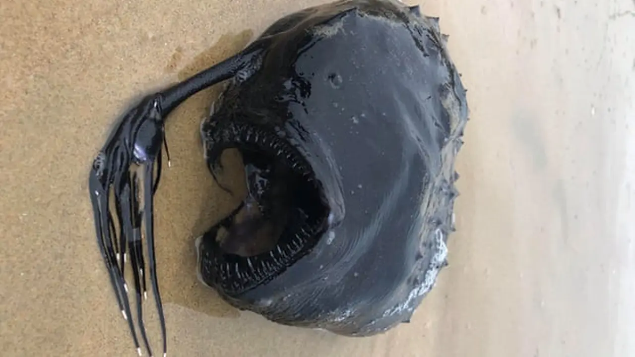 Ikan Anglerfish (The Guardian/Ben Estes)