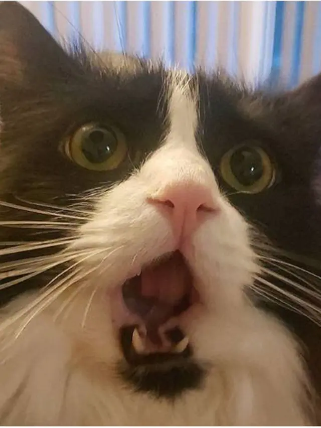 ekspresi kucing