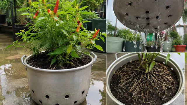 Ide Kebun Cabai di Panci Bekas yang Sudah Tidak Terpakai (AI)