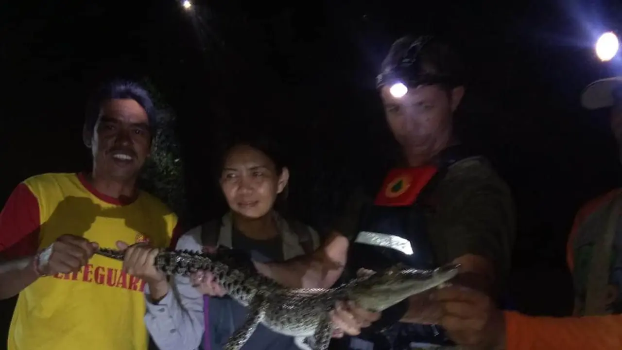 Anak buaya terpantau di sungai di Denpasar