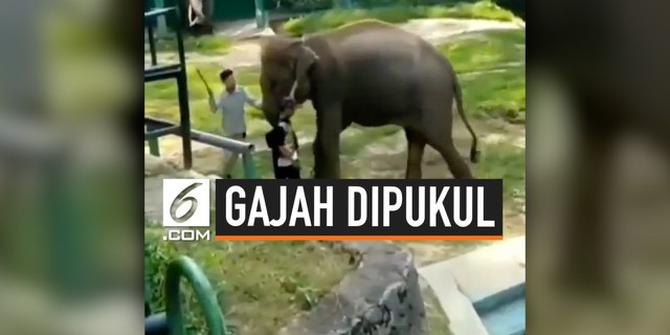 VIDEO: Rekaman Gajah Dipukul Pawang Viral, Pemda Bukittinggi Minta Maaf