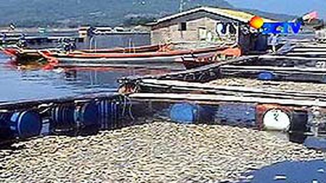 Banyak Ikan  Mati di Waduk Jatiluhur News Liputan6 com